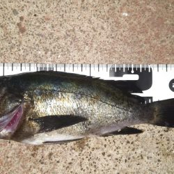 間もなくシーズンオフ？