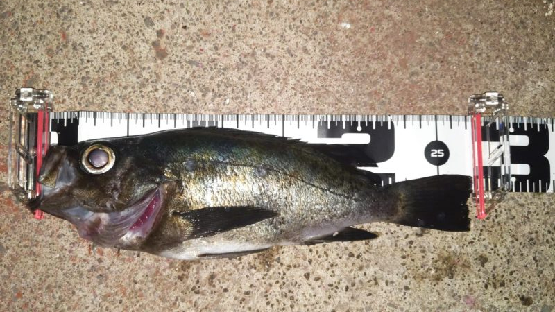 間もなくシーズンオフ？