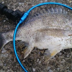 釣りデビュー 157日目