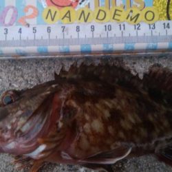 釣りデビュー　158日目