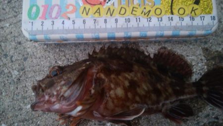 釣りデビュー　158日目