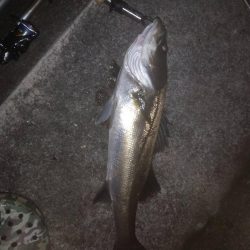 エビ(活)で鯛(黒)を釣る