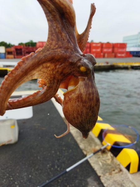 タコ釣り