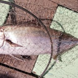 康仁丸・釣り果