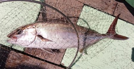 康仁丸・釣り果