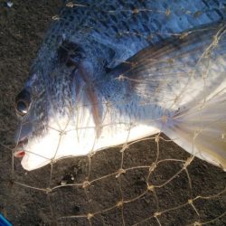 釣りデビュー 162日目