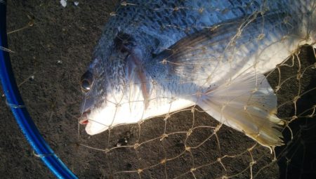 釣りデビュー 162日目