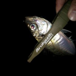 潮どまり表層のアジング