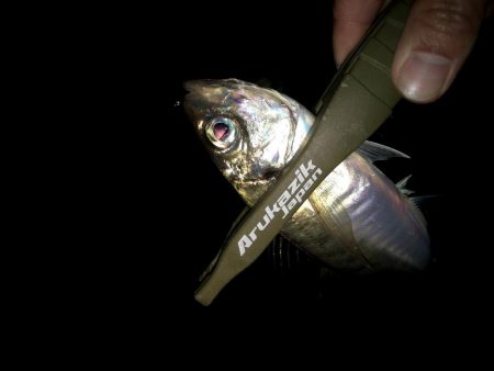 潮どまり表層のアジング