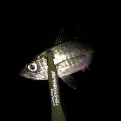 今日もバチパターンでした