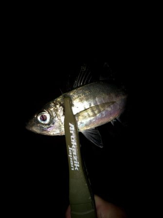 今日もバチパターンでした