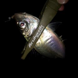 大雨後のアジングは釣れる