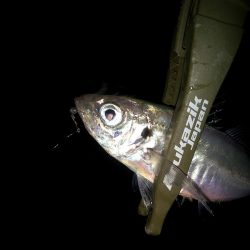 二匹目のドジョウ