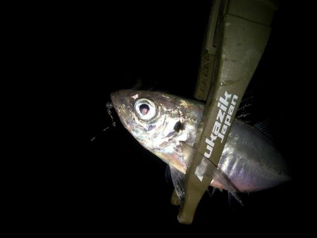 二匹目のドジョウ