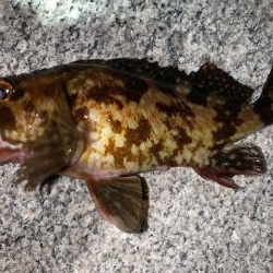 メバル　ツぬけ