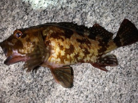 メバル　ツぬけ