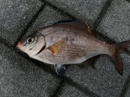 メバリングの予定が