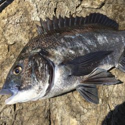 A.P.Pフィッシングガイドサービス 磯ヒラスズキポイントチェックにRIIDEON!