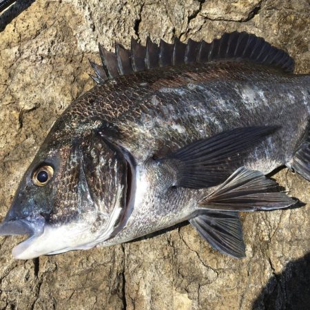 A.P.Pフィッシングガイドサービス　磯ヒ…