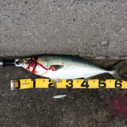 早朝プチsalt water game