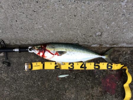 早朝プチsalt water game