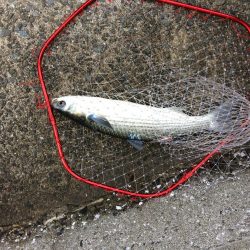 プチsalt water game！