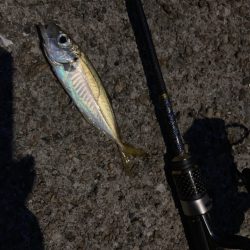 A.P.Pフィッシングガイドサービス　NFアジングへRIDEON！