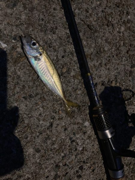 A.P.Pフィッシングガイドサービス　NFアジングへRIDEON！