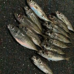 A.P.Pフィッシングガイドサービス　NFアジングでドリフトRIDEON！