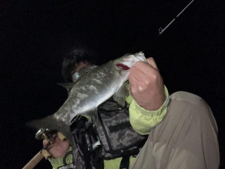 A.P.Pフィッシングガイドサービス　雨の影響残る中、アジングへRIDEON！