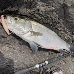 A.P.Pフィッシングガイドサービス 磯ヒラスズキゲームにて「ライド オン ブレス」発生