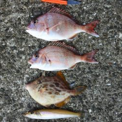 キスは小型がポツポツ