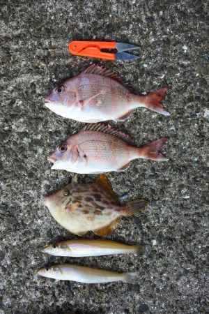 キスは小型がポツポツ