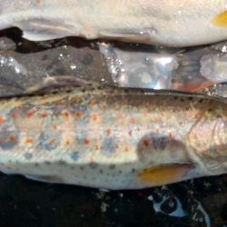 久しぶりの渓流～