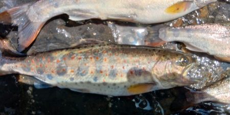 久しぶりの渓流～