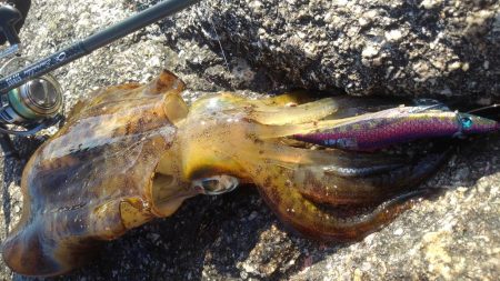 朝寝坊で吉⁉️