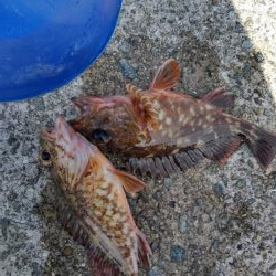 ショアジギ連敗