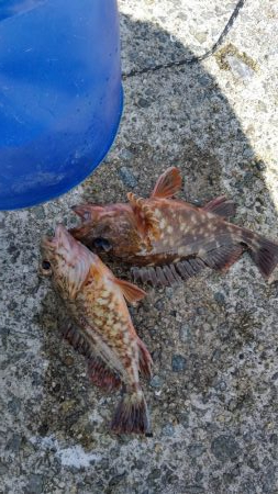 ショアジギ連敗