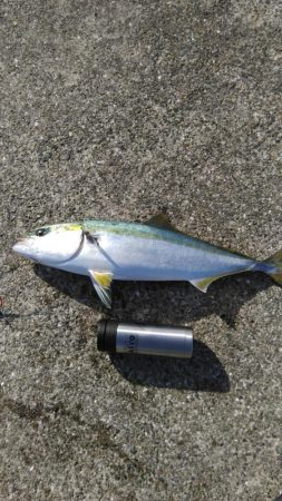 なんとかゲット！