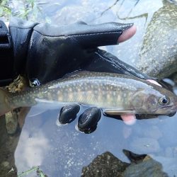 雨後の渓流釣り