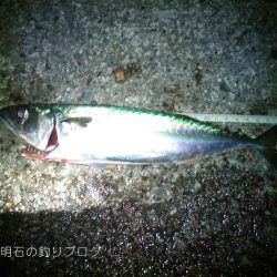 大サバの試し釣りで2本!