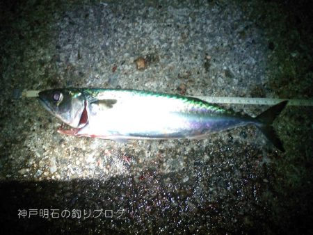 大サバの試し釣りで2本!