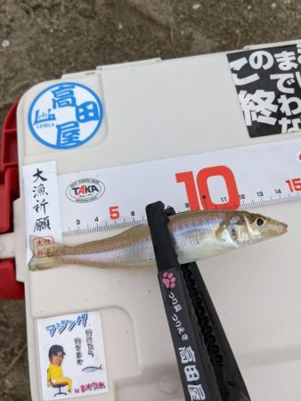 キス釣り☆大雨すぎの後は…