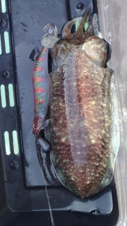 デカモンゴエギング