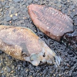 コウイカエギング終盤戦