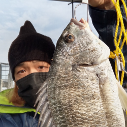 イガイを落として、でっかいキビレ