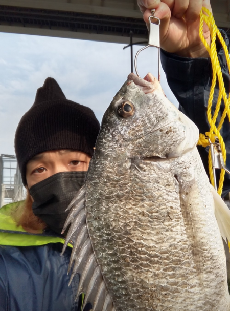 イガイを落として、でっかいキビレ