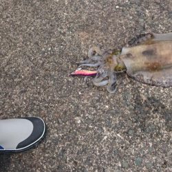 今回も何とかアオリ