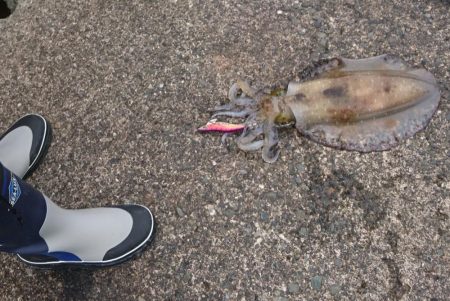 今回も何とかアオリ