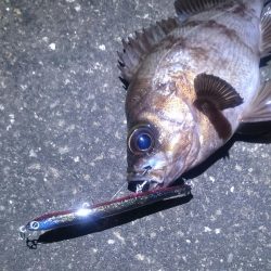 フィールにめばる